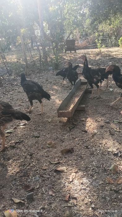 Дакан жужалар сотилади