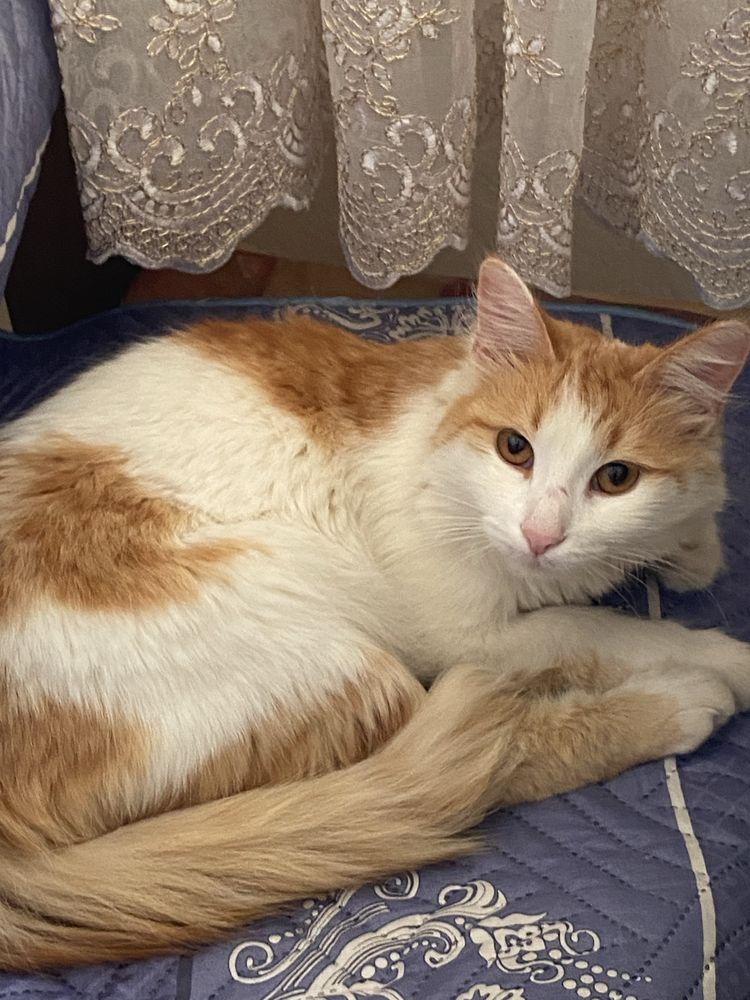 Котенок отдам с уходовыми средствами