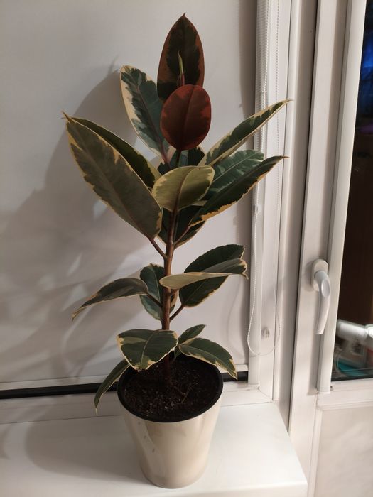 Фикус эластика (вариегатная)