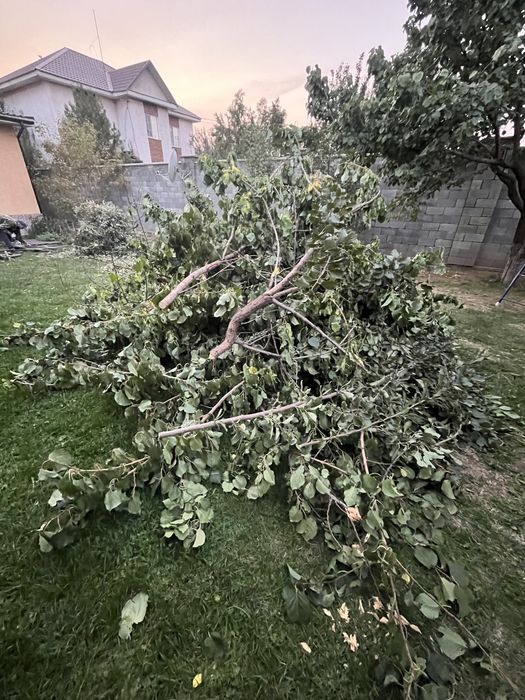 Сухие деревья на дрова