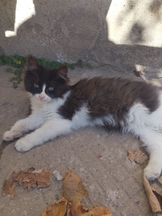 Подарявам котенца