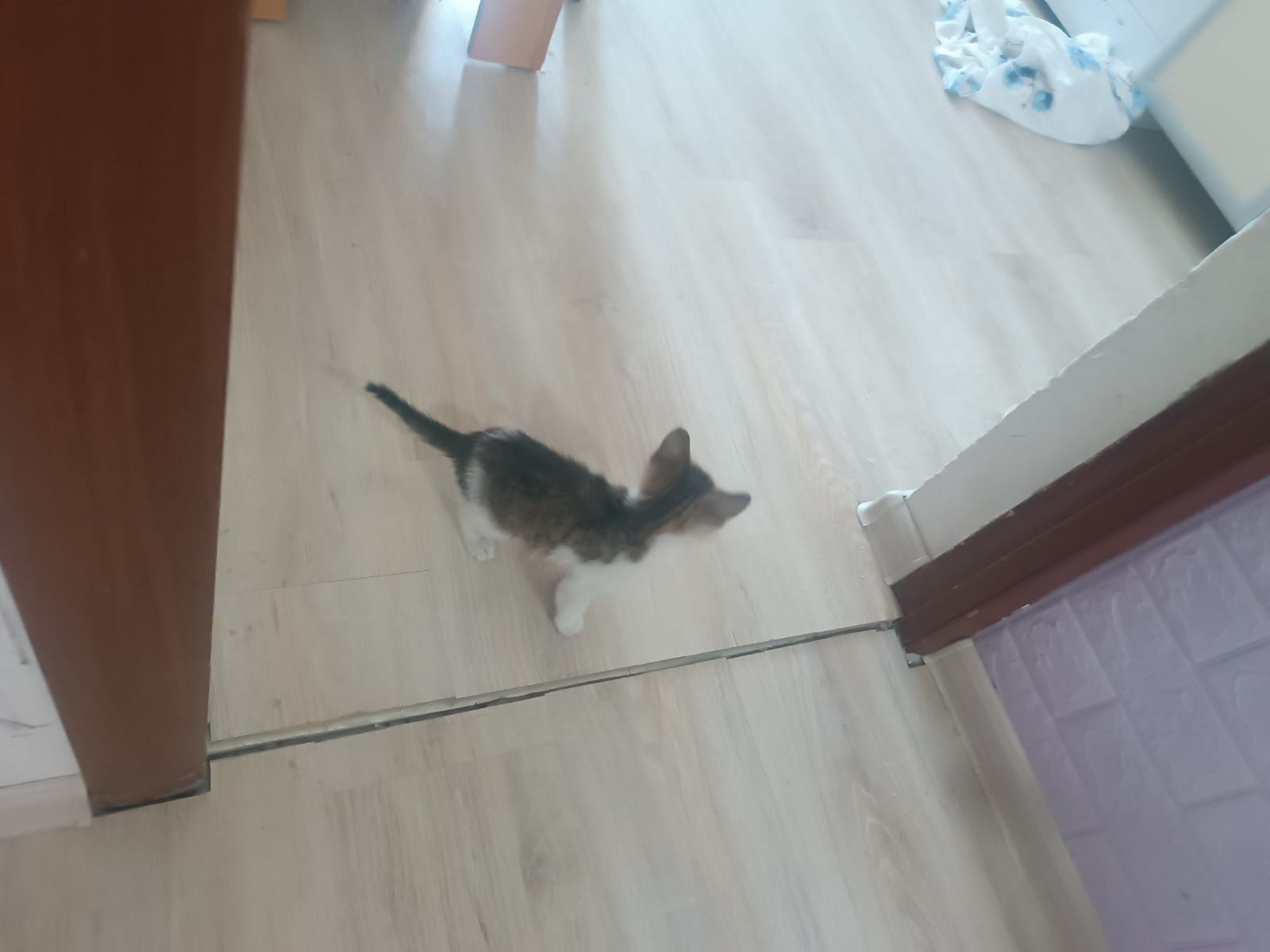 Котёнок ищет дом