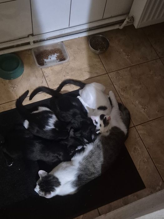 Donez pui de pisică domestică