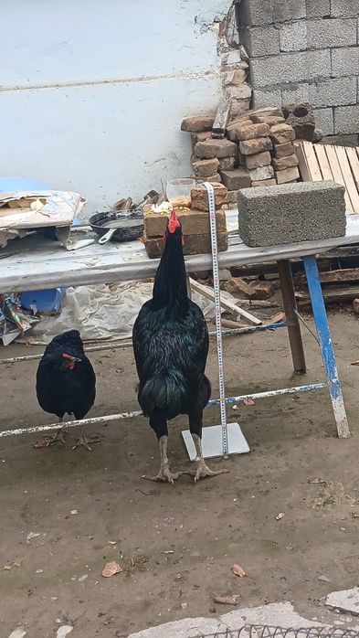 Кора Шахзодалар сотилади 2та