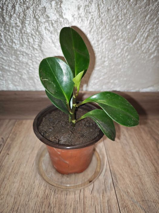 Пеперомия туполисная комнатные растения станция метро Москва