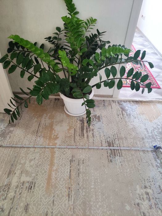 Замиакулькас взрослое растение