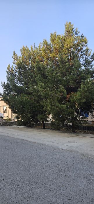 Арча дарахтлари сотилади