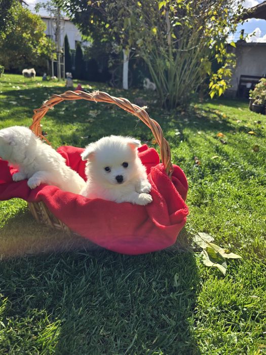 Померан Померанче