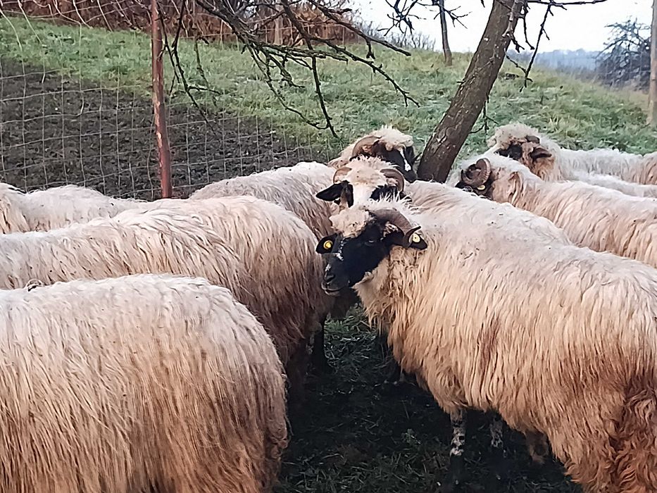 Vand oi oatise si breze