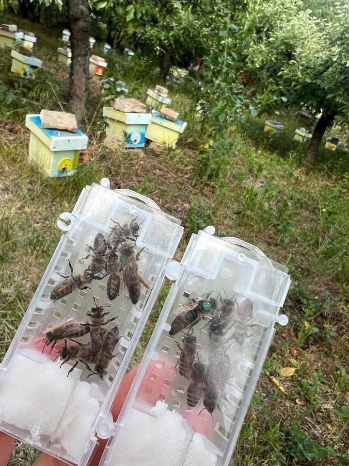 Mătci imperecheate