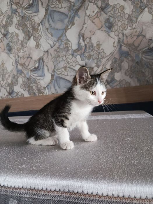 Котенок мальчик 2 месяца бесплатно