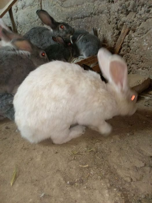 Quyon Sotiladi srochniy