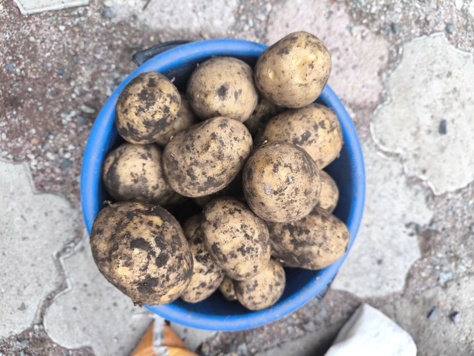 Продам дачную картошку ведрами сорт Гала жёлтая