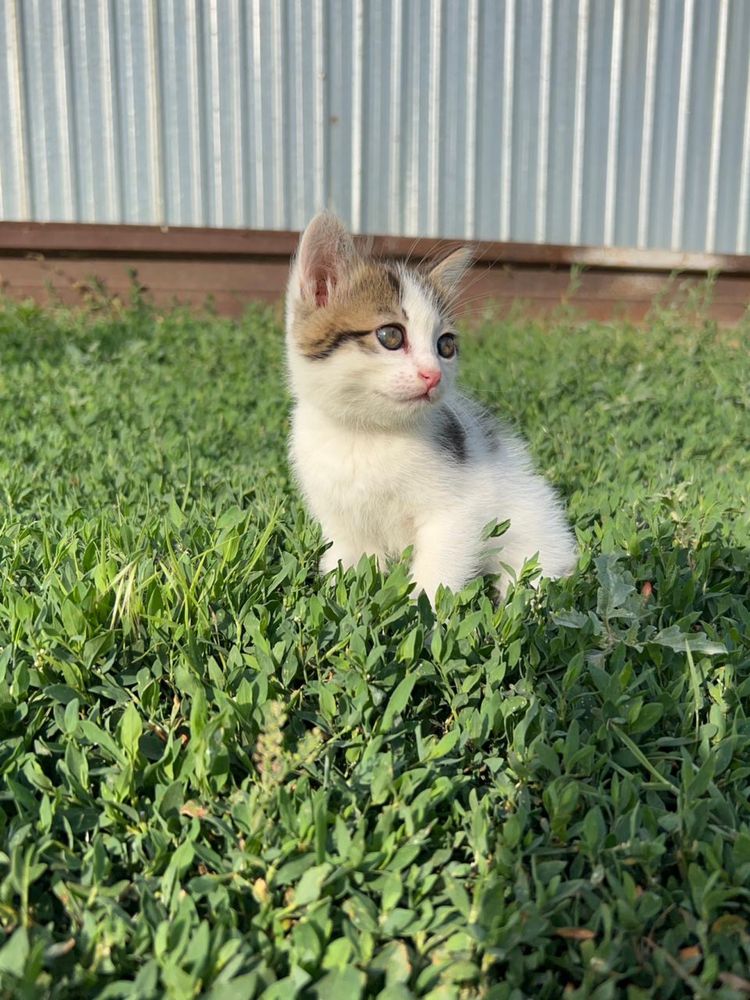 Котенок, девочка