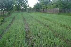 Teren 1150 mp | toate utilitățile – zona Lisa – Auchan, Pitești