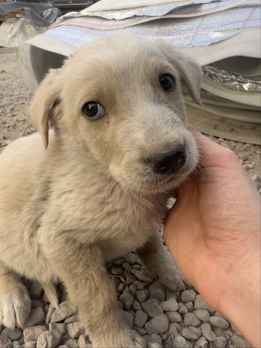 Щеночки в поисках дома!