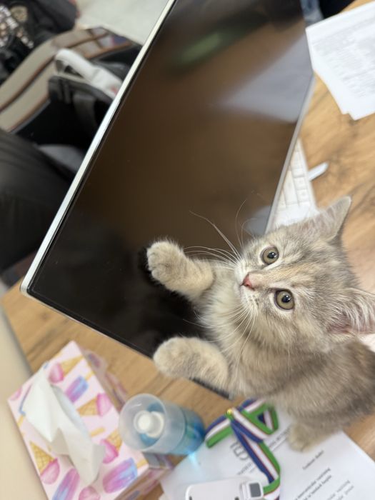 Mushuk sotiladi,  2 oylik