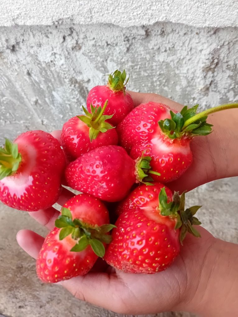 Продавам добре вкоренен разсад