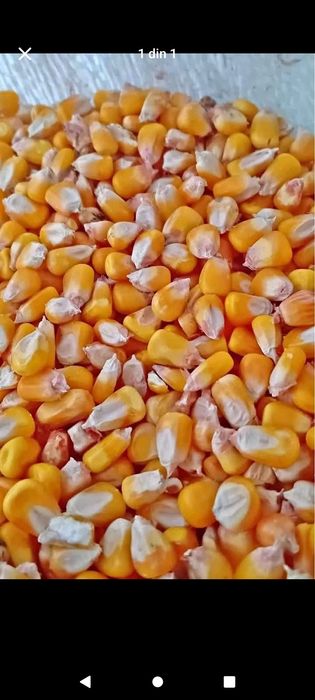 De vânzare malai uscat și Orz