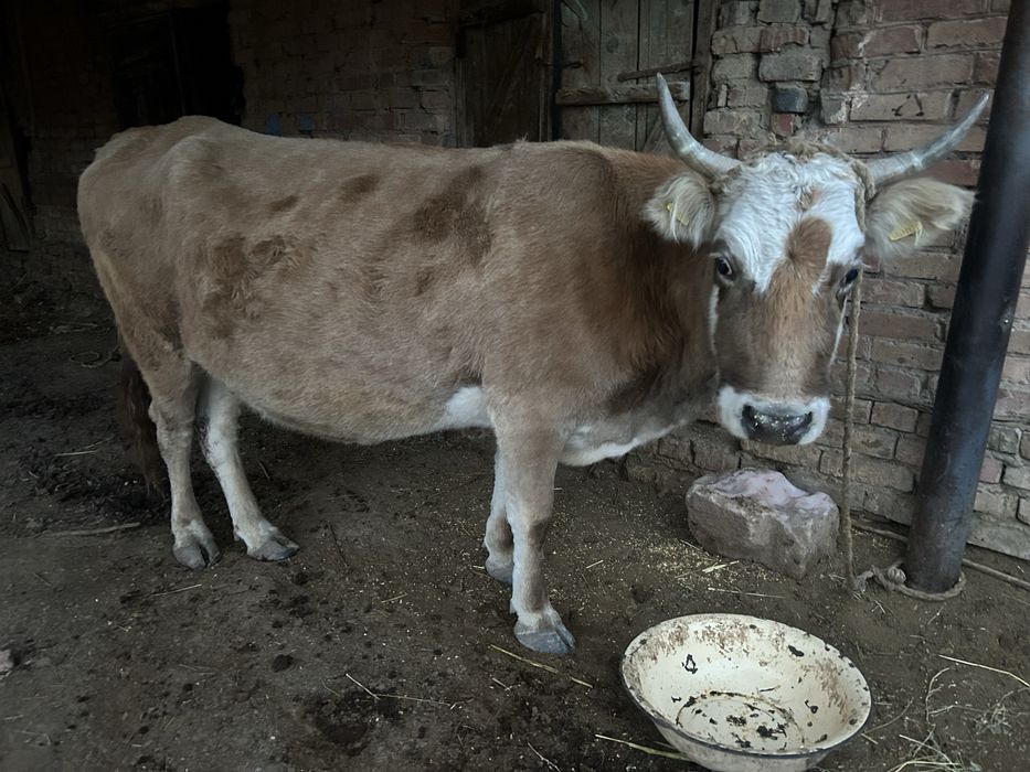 Сиыр сатамын. 5 жасар. Буаз сиырлар, жуас, 3еуы де сауылады.