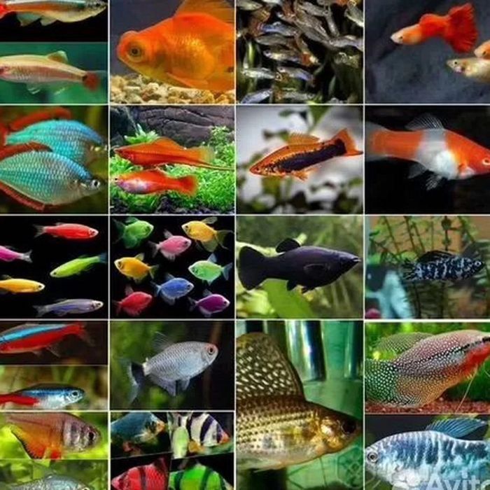 Аквариумные рыбки более 80 видов в зоомагазине ЖИВАЯ ПРИРОДА