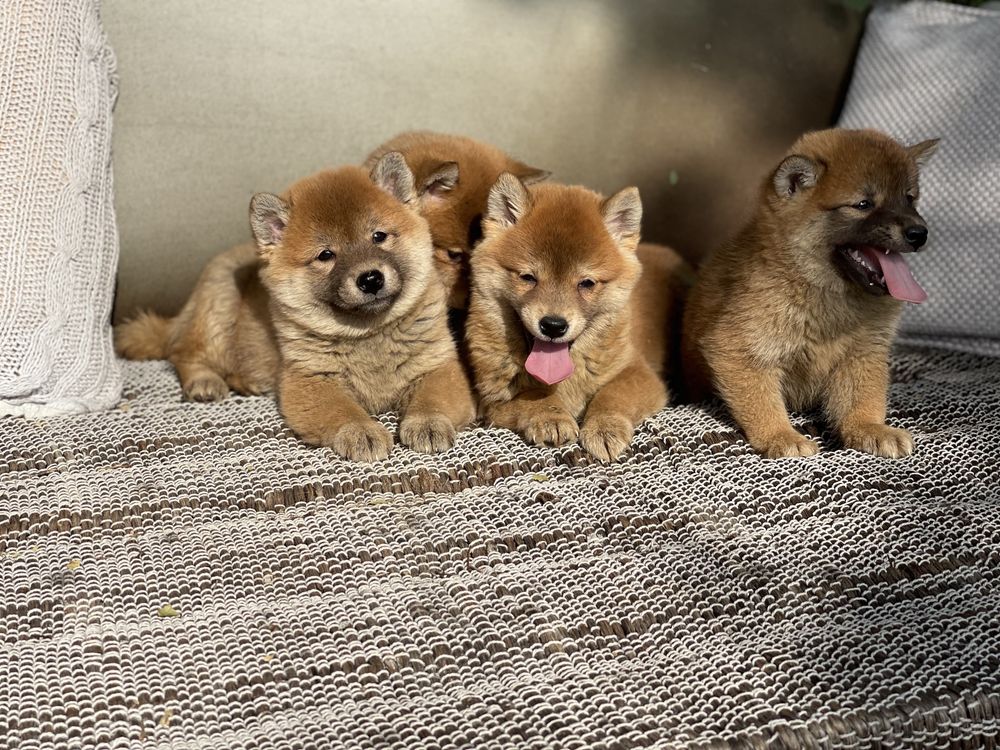 Шиба Ину (Shiba Inu)