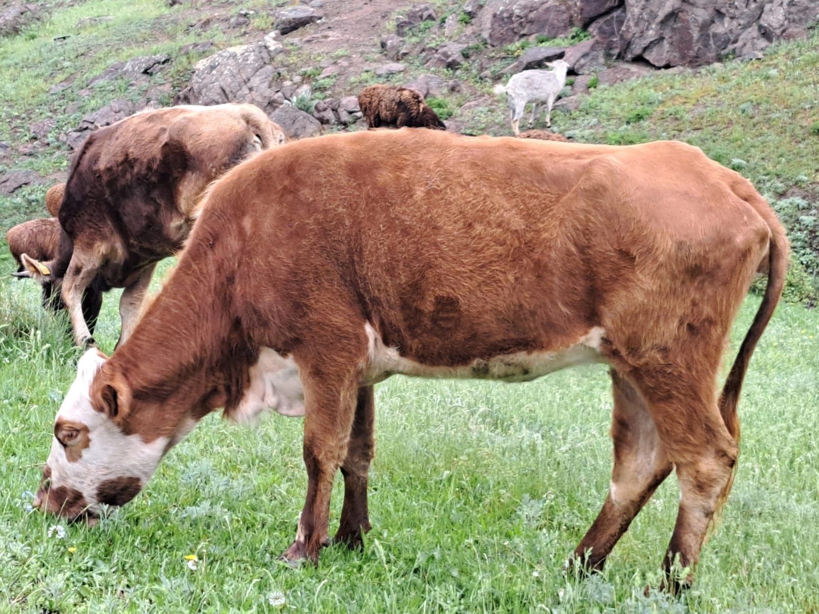 Стельные и ярые коровы