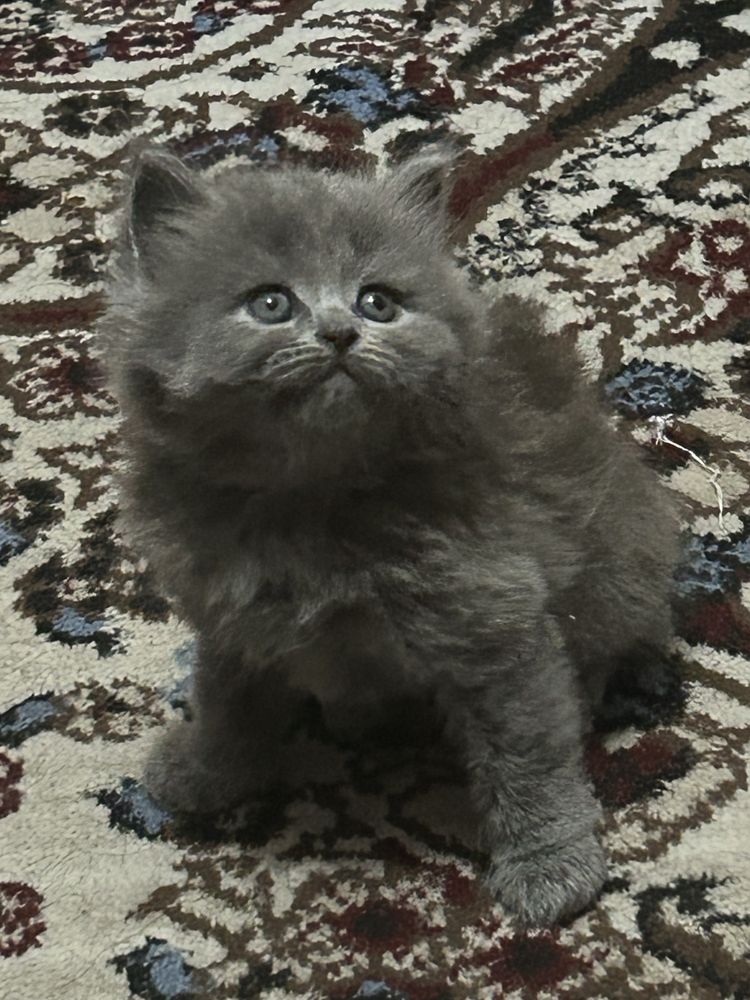 Британские котята от Родословной папы
