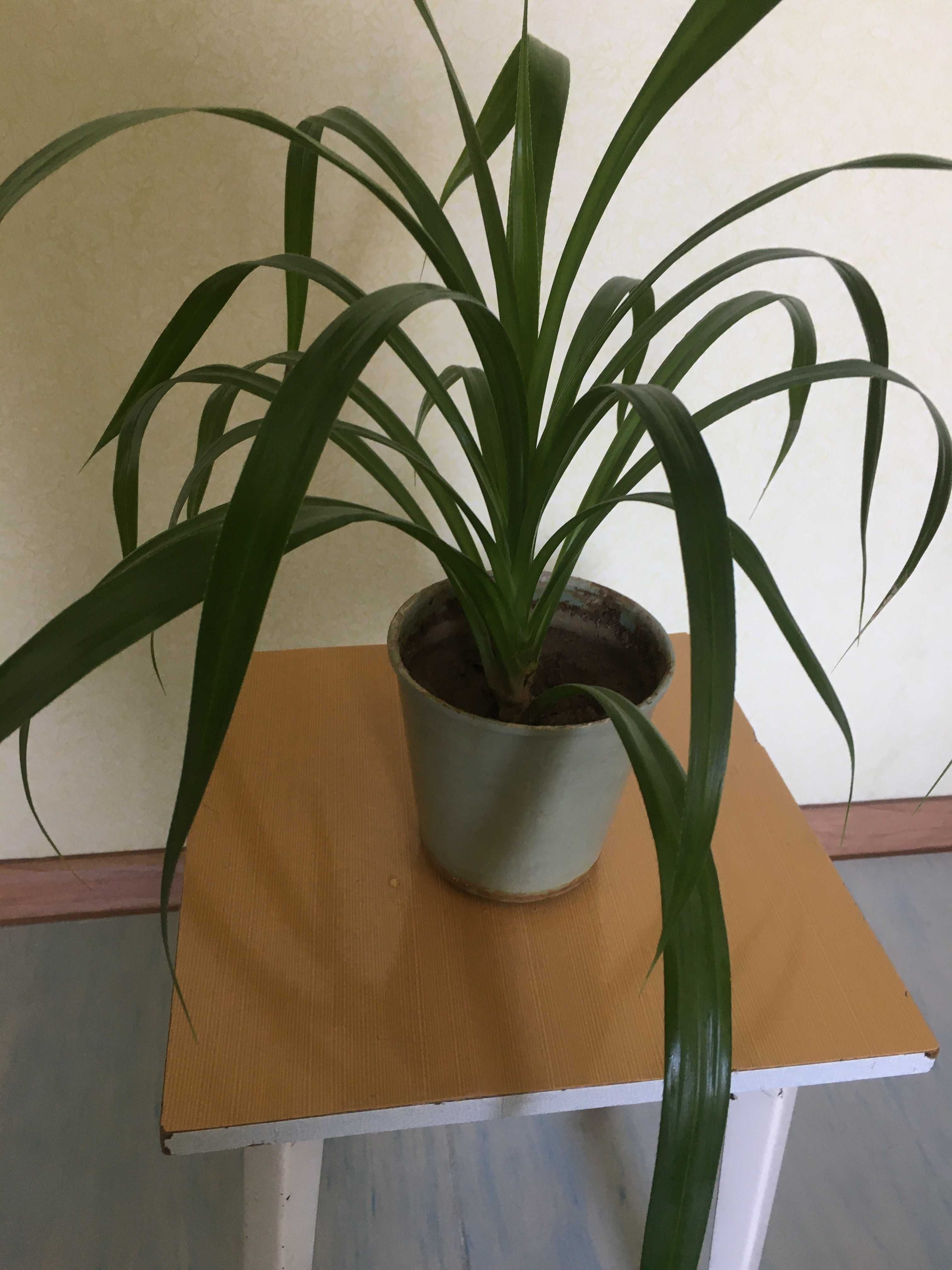 Панданус комнатное растение
