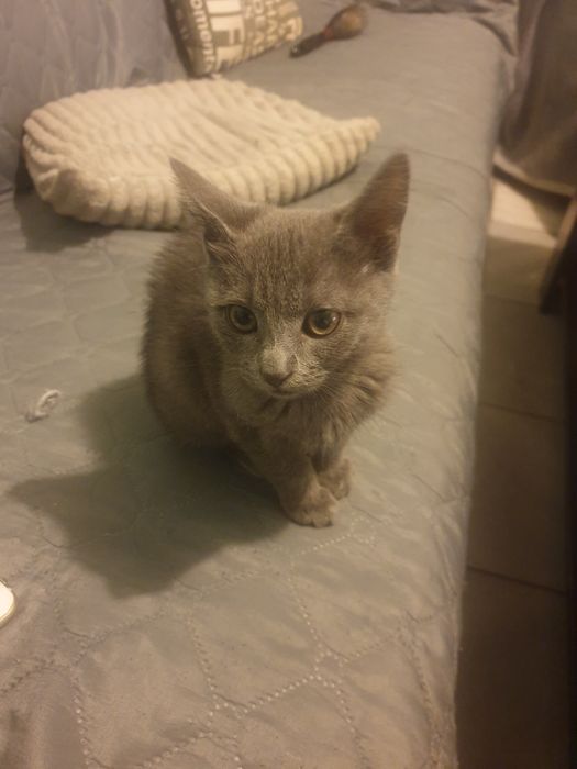 Пдарявам женско сиво коте