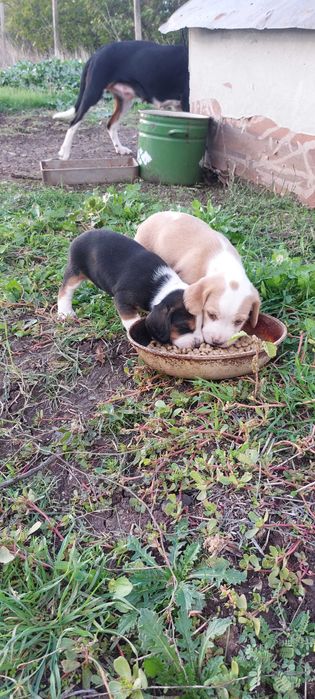 Ловни кучета Гончета