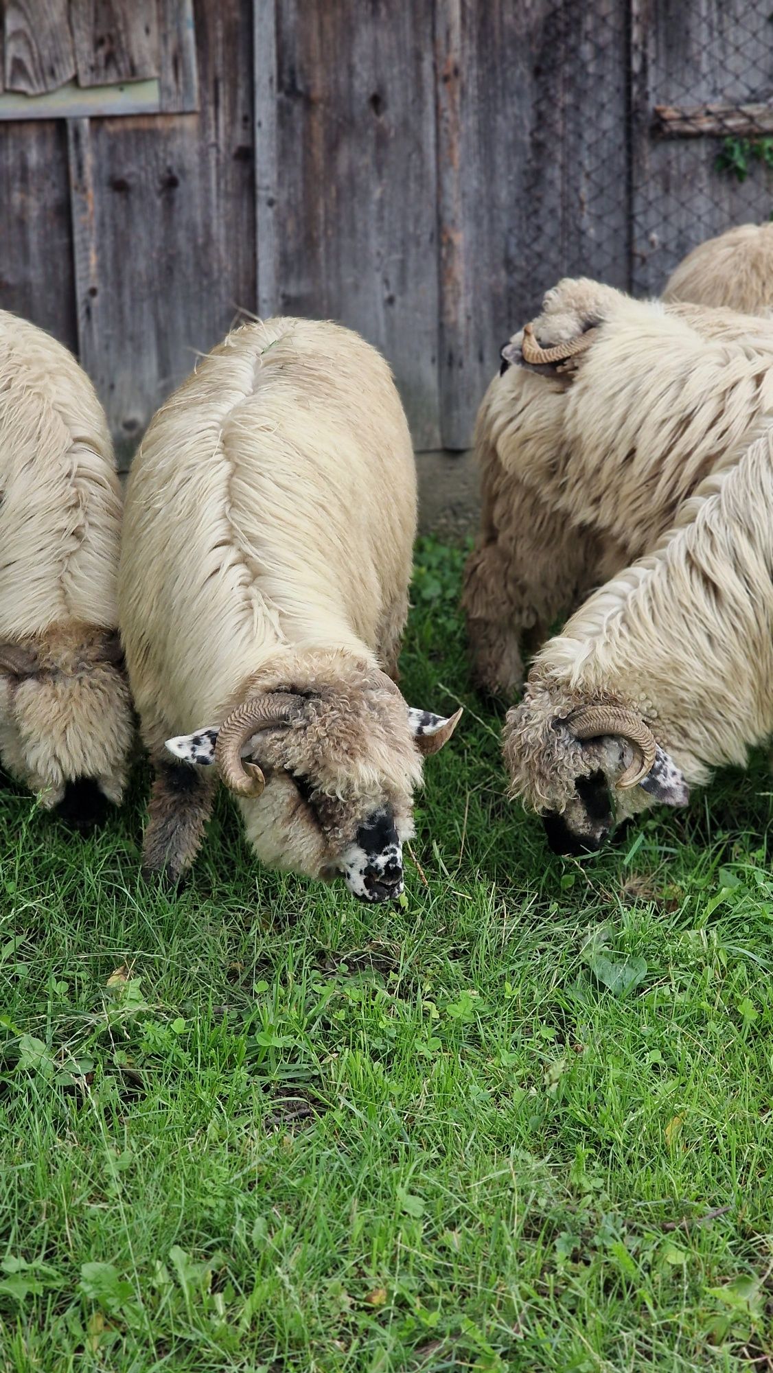 5 miori de vânzare