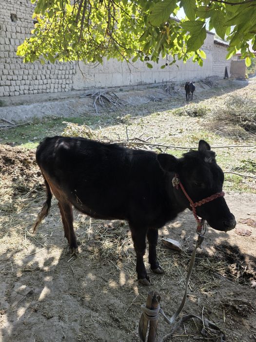 Qochar tonalar sotiladi 3ta