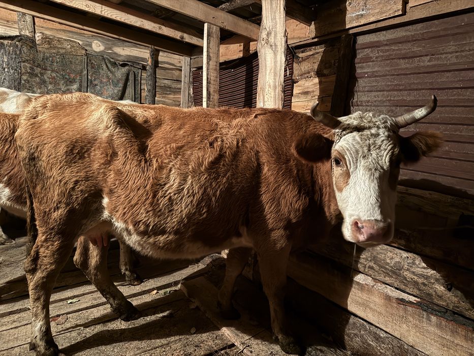 Продам корову симментальской породы