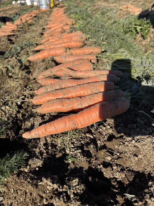 Morcovi proaspeti BIO de calitate Rasca, Dealu Mare