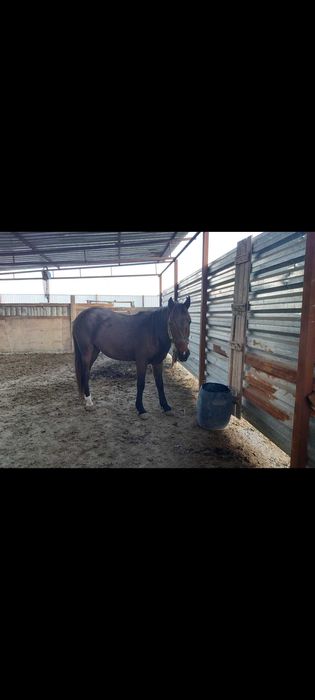 Лошади. Стадо лошадей. Жылқы