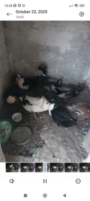 Vand doi ratoi cu mot