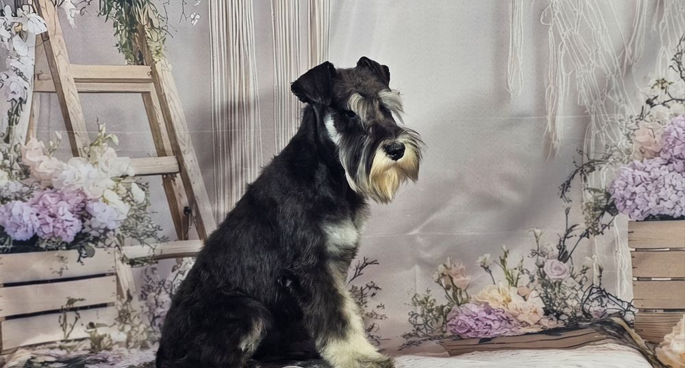 Schnauzer pitic negru argintiu - cu pedigree