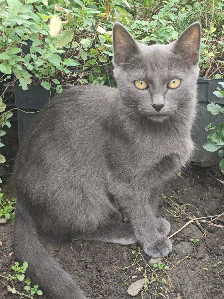 Отдам котят  в добрые руки