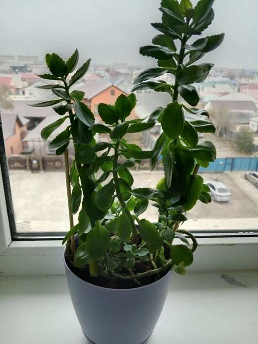 Каланхое и другие