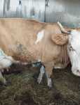 Vaca cu vițel de 3 saptamini de vinzare