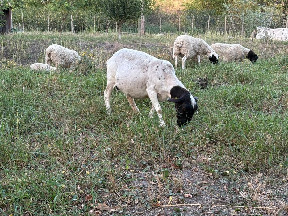 Oi, Mielute si berbecuti Dorper.