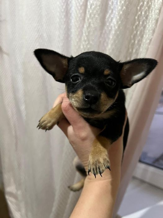 Продам щенков !в самые надёжные добрые руки !