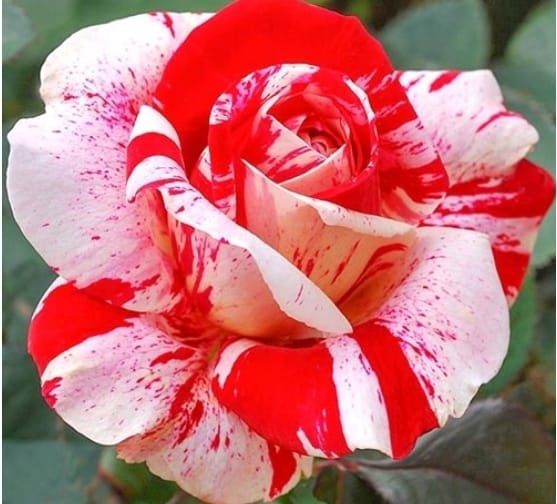 Trandafiri de tip tufa cu o culoare
