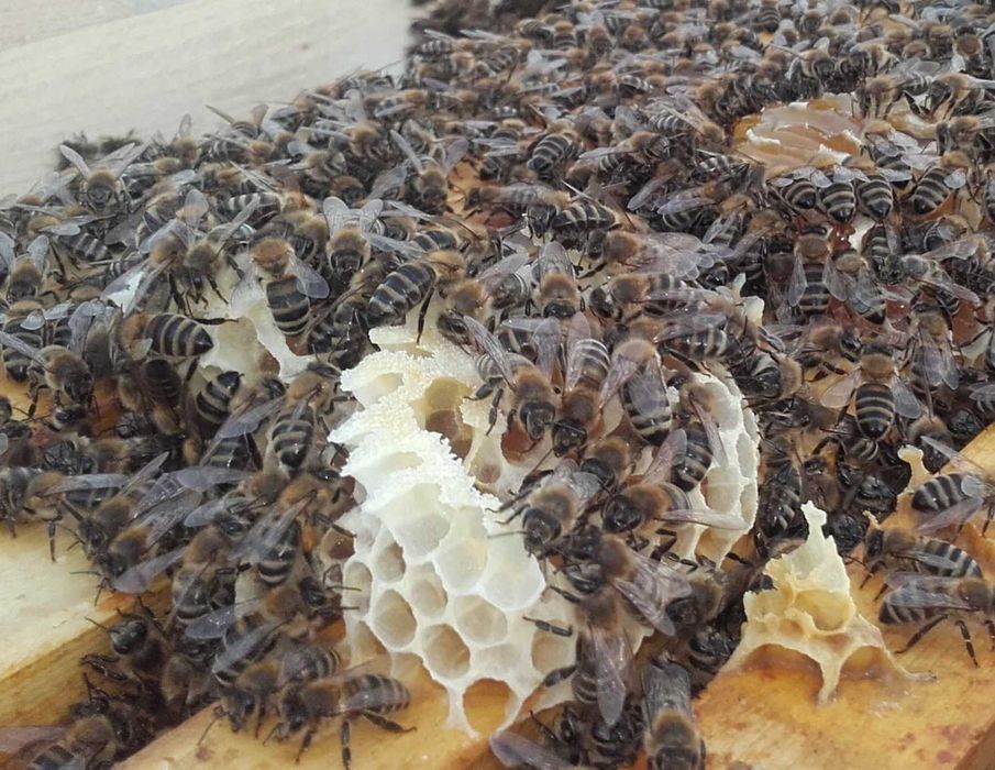 Промоционална нова ЦЕНА - Апиинверт -28 кг.  ЦЕНА  - 2.80 лв.