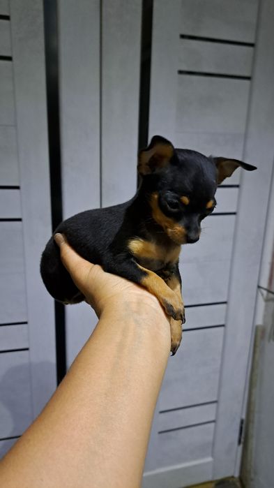 Продам мини той терьера