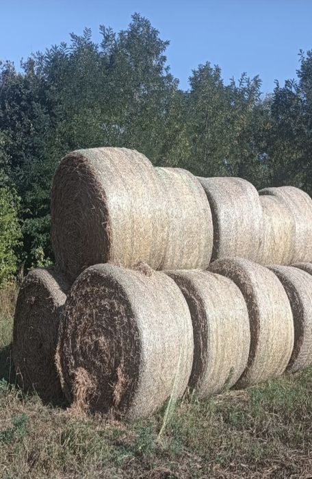Vând baloți de orz si grâu