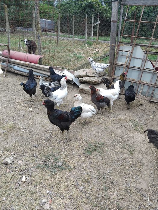 Vând cocoși  ameraucana (ouă  verzi),tineret