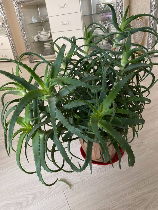 Комнатный цветок Алое