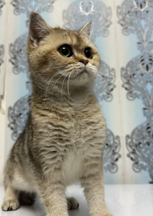 Продается котенок мальчик шиншила золото